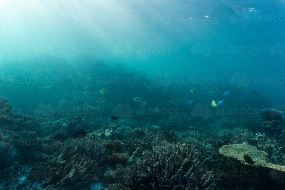 Underwater shot of fish swimming in coral reef of the Ningaloo in Cape Range National Park - Australian Stock Image