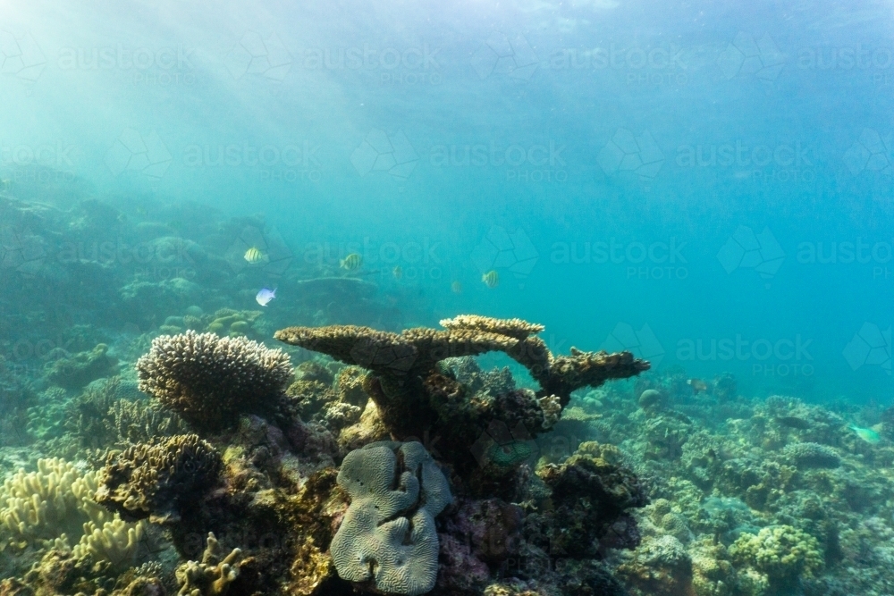 Underwater shot of fish swimming in coral reef of the Ningaloo in Cape Range National Park - Australian Stock Image