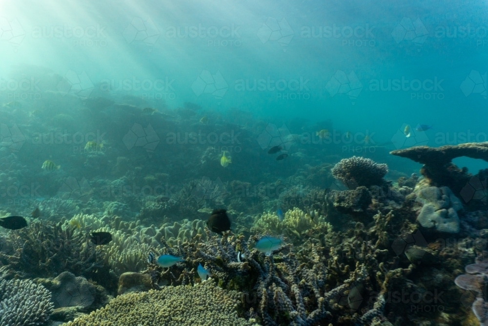 Underwater shot of fish swimming in coral reef of the Ningaloo in Cape Range National Park - Australian Stock Image