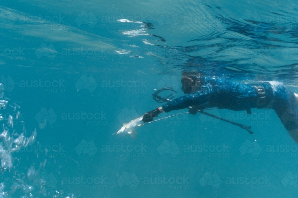 Underwater shot of man with speargun holding speared fish swimming in turquoise ocean. - Australian Stock Image