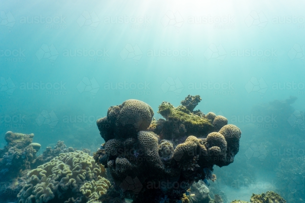 Underwater shot of the coral reef of the Ningaloo in Cape Range National Park - Australian Stock Image