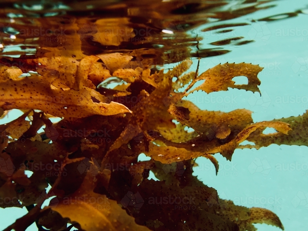 underwater view of brown seaweed floating in green water with reflection - Australian Stock Image