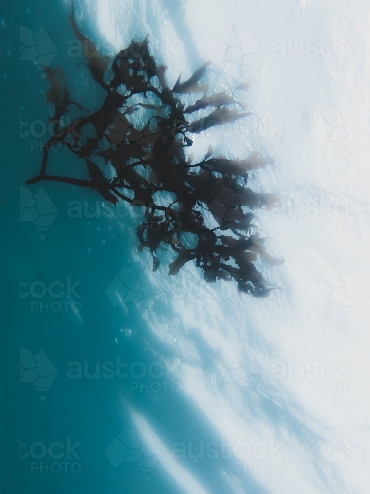 Underwater view of Seaweed From below in soft blue cool hues - Australian Stock Image