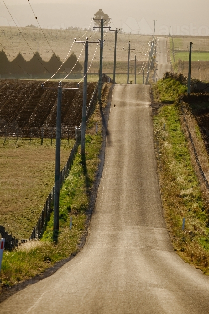 Undulating Road in Rural Tasmania - Australian Stock Image