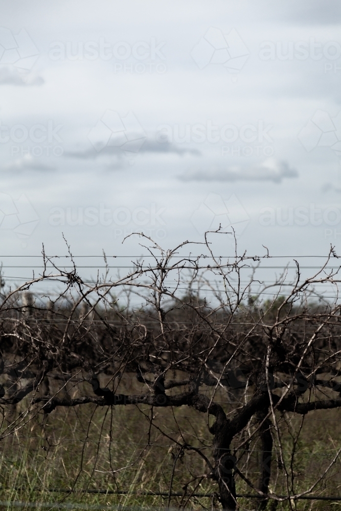 Unpruned vine in overgrown vineyard - Australian Stock Image