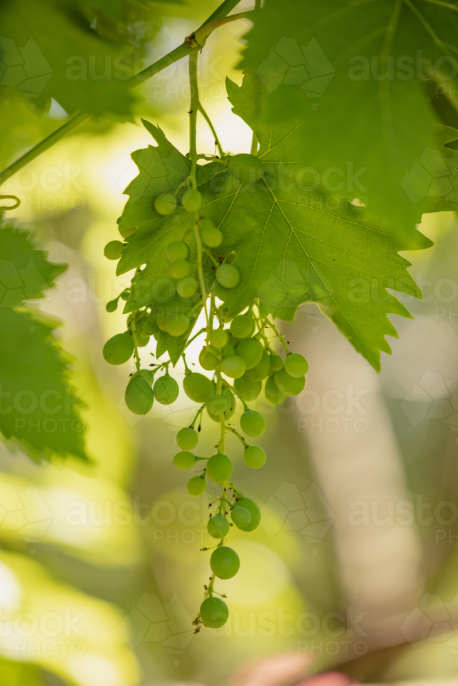 Unripe green grapes on a vine in sunlight, showing early growth stages in a vineyard - Australian Stock Image
