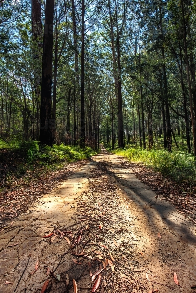 Unsealed forest trail - Australian Stock Image