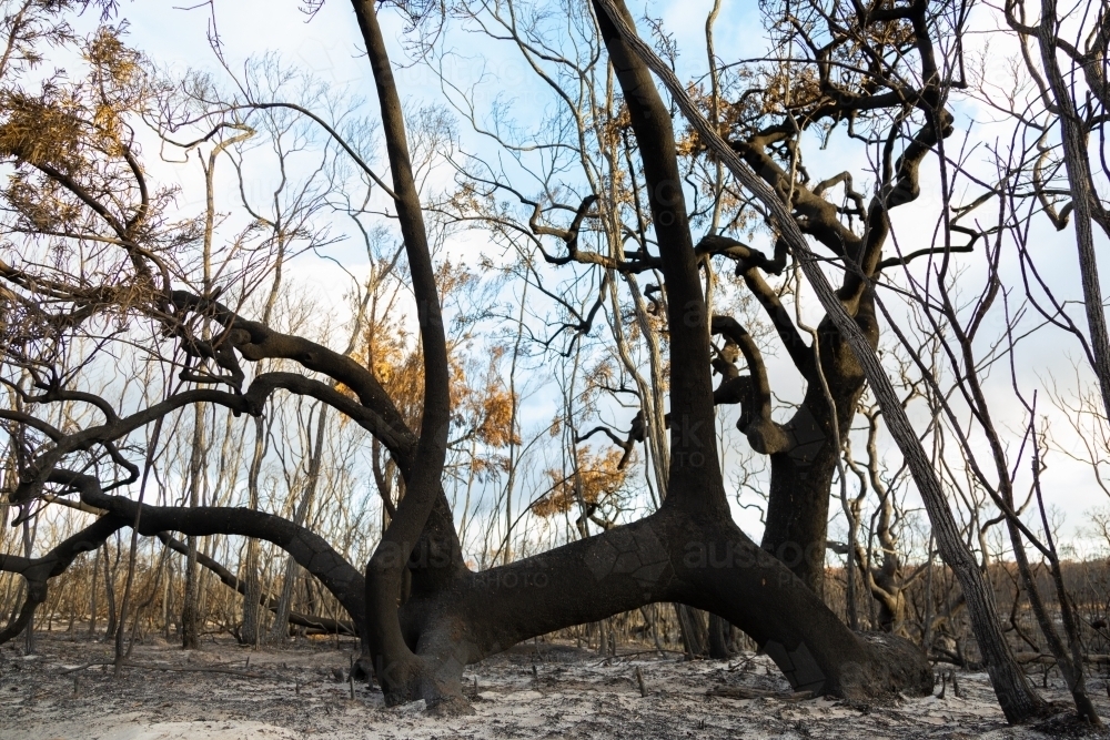 unusual shape of burnt trees with ash on the ground after bushfire - Australian Stock Image