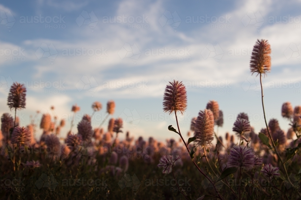 Up close to the mulla-mulla wild flowers - Australian Stock Image