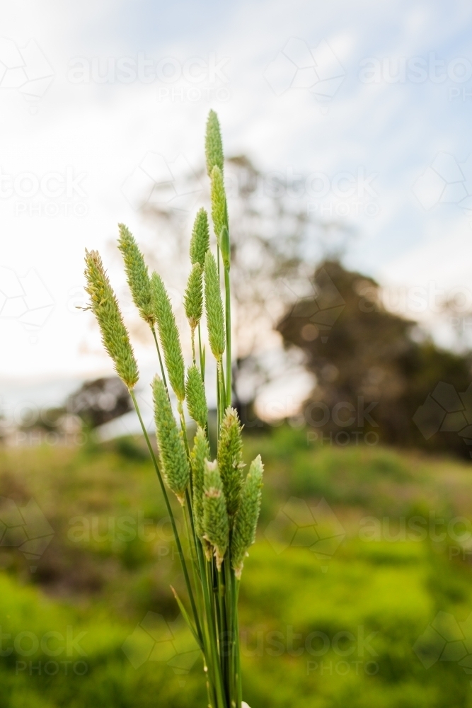 Vertical image of green grass seed heads - Australian Stock Image