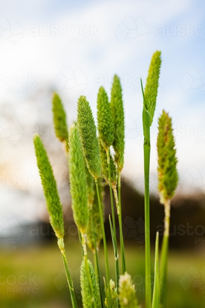 Vertical image of green grass seed heads - Australian Stock Image