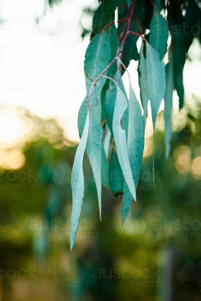 Vertical image of long silver blue gum leaves after sunset - Australian Stock Image