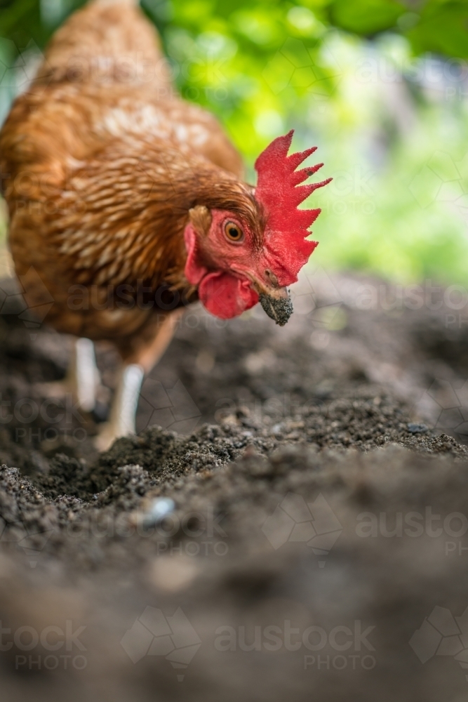 Vertical shot of a chicken foraging in the garden - Australian Stock Image