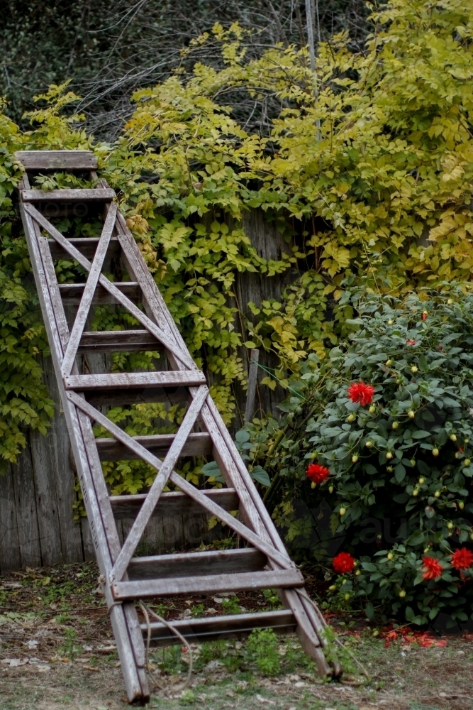 Vertical shot of a vintage wooden ladder leaning up against a hedge - Australian Stock Image