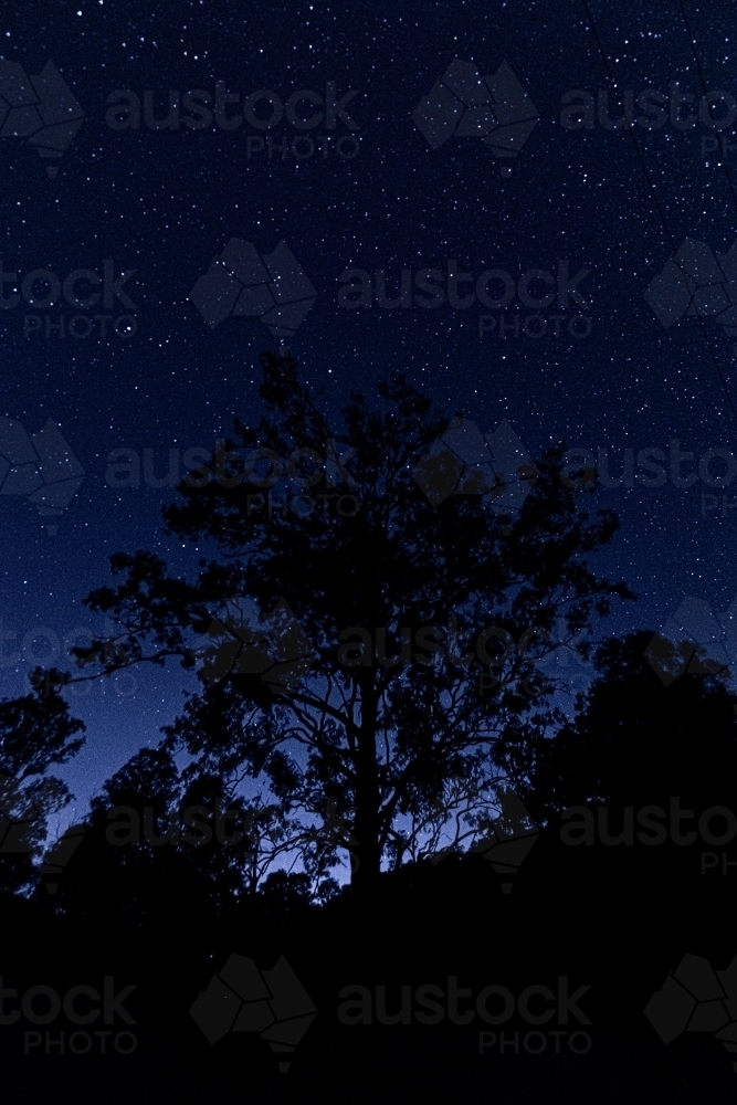 vertical shot of some silhouette of trees and bushes on top of a mountain at dawn with stars - Australian Stock Image