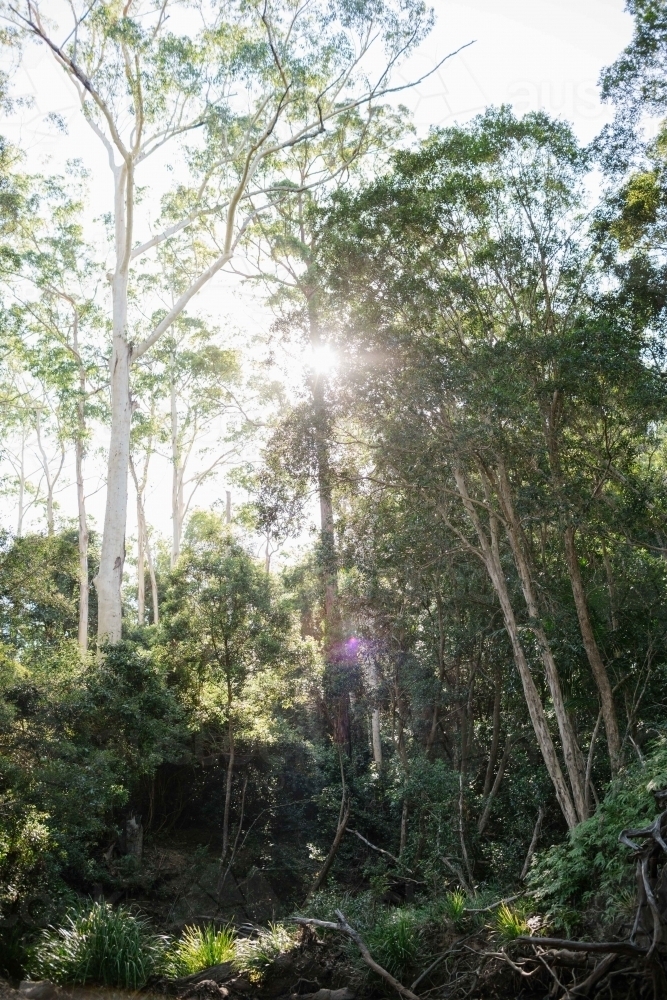 Vertical shot of tall trees in the forest - Australian Stock Image