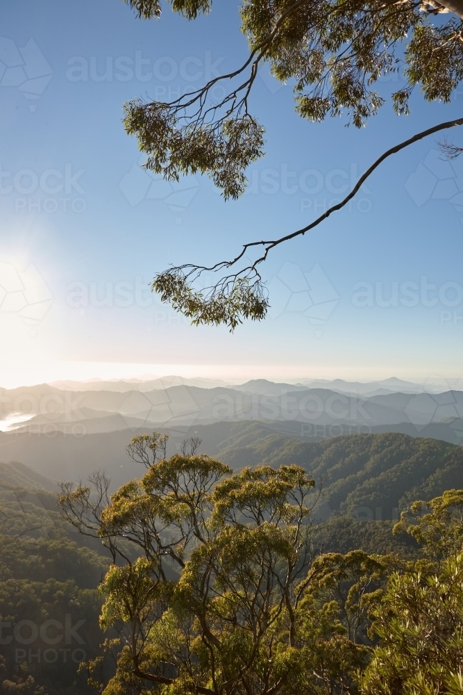 Vertical shot of trees with mountain background - Australian Stock Image