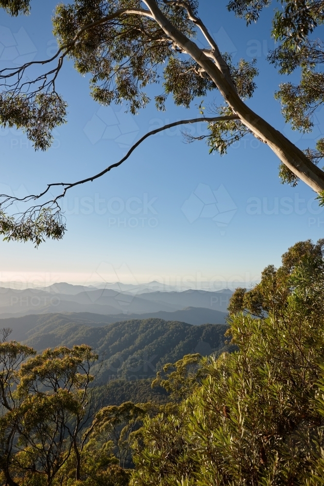 Vertical shot of trees with mountain background - Australian Stock Image