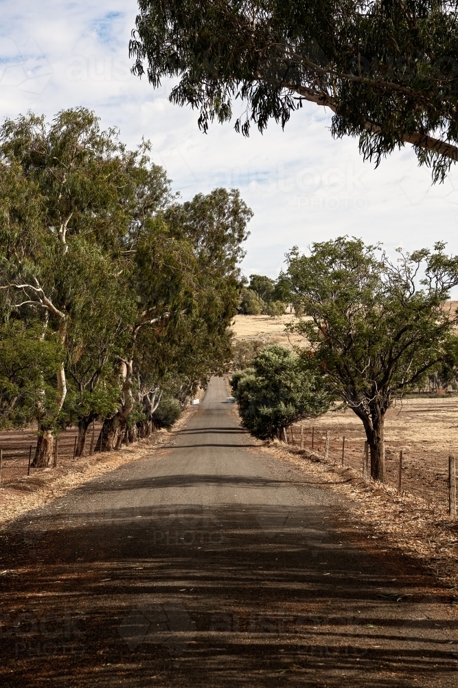 Vertical view along a country road with trees - Australian Stock Image