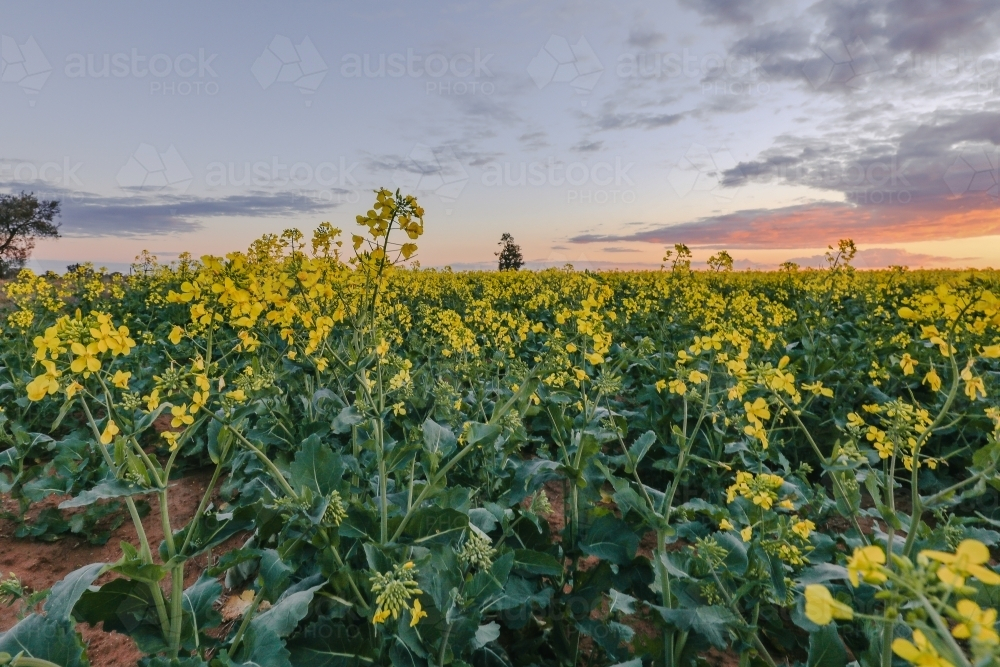 Vibrant canola field in full bloom under vibrant sunset sky - Australian Stock Image