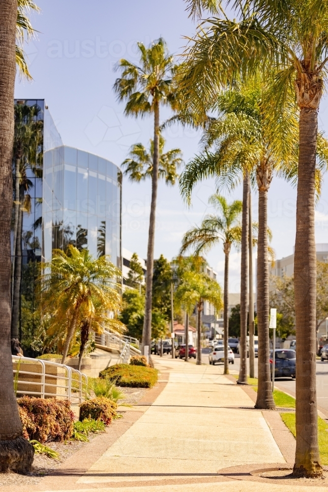 Vibrant Newcastle street in the sunshine lined with palm trees - Australian Stock Image