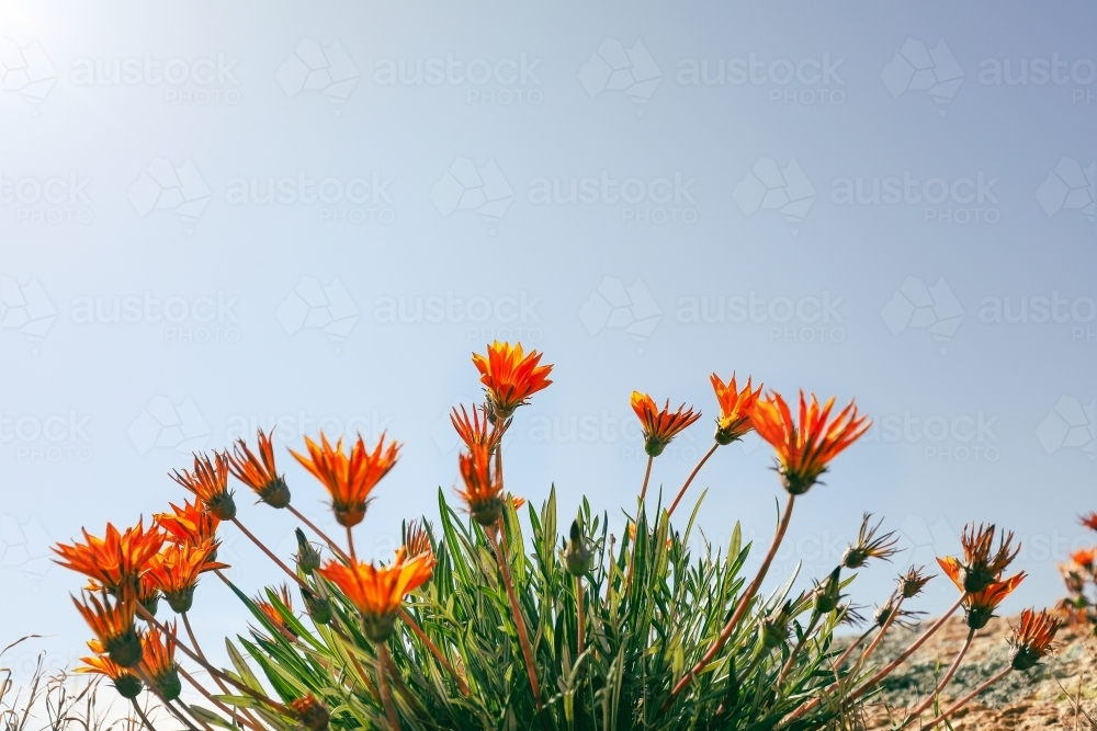 Vibrant orange gazania flowers with blue sky background - Australian Stock Image