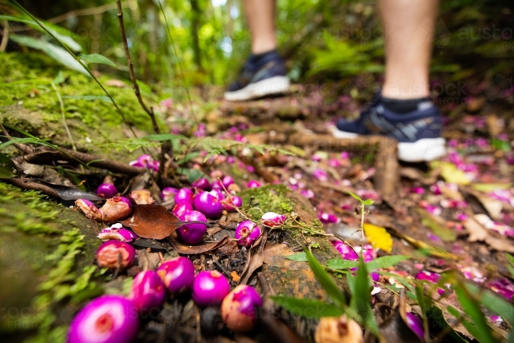 Vibrant purple coloured fruit from a Purple Cherry tree on hiking trail - Australian Stock Image