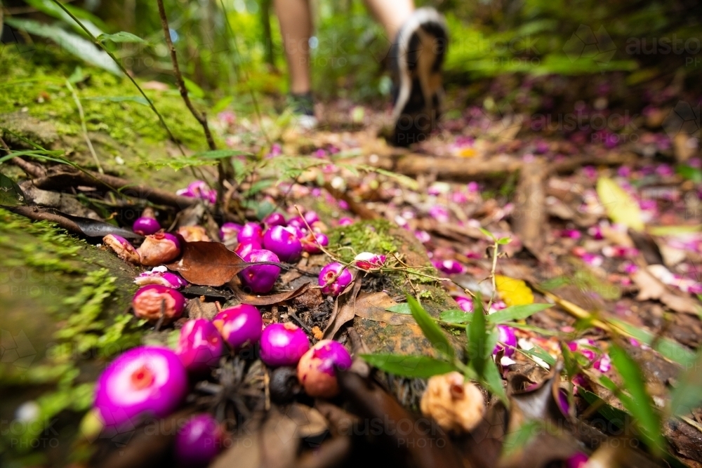 Vibrant purple coloured fruit from a Purple Cherry tree on hiking trail - Australian Stock Image