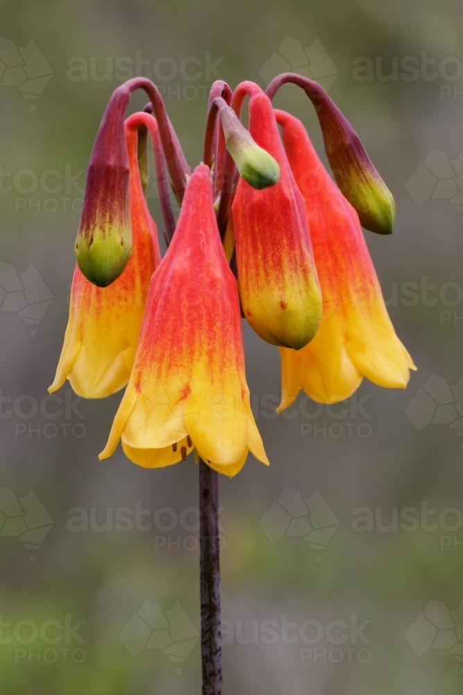 Vibrant red and yellow Christmas Bells (Blandfordia grandiflora) wildflowers growing in a field - Australian Stock Image