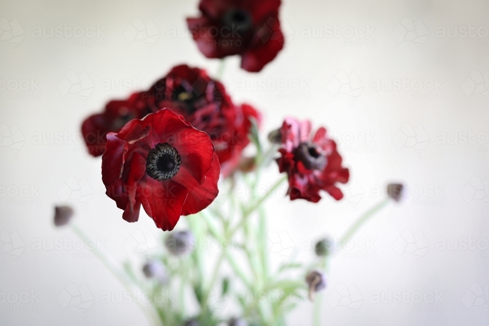 Vibrant red ranunculus blooms on white background - Australian Stock Image