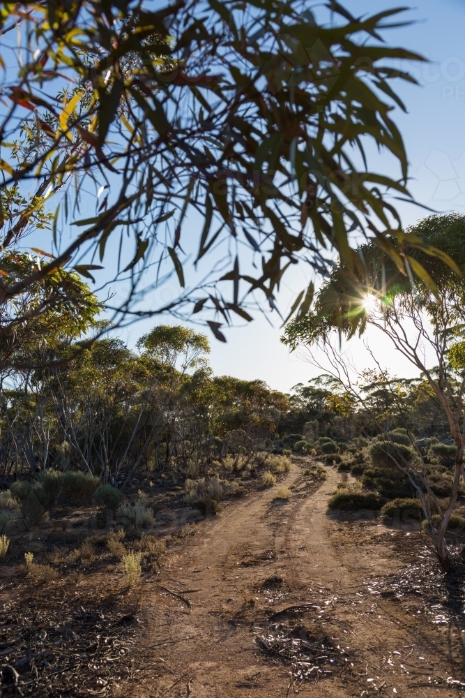 View along a track through the bush - Australian Stock Image