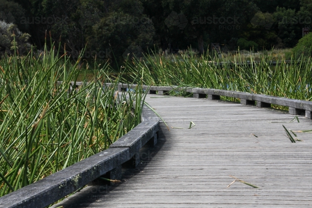 View along boardwalk through wetland - Australian Stock Image