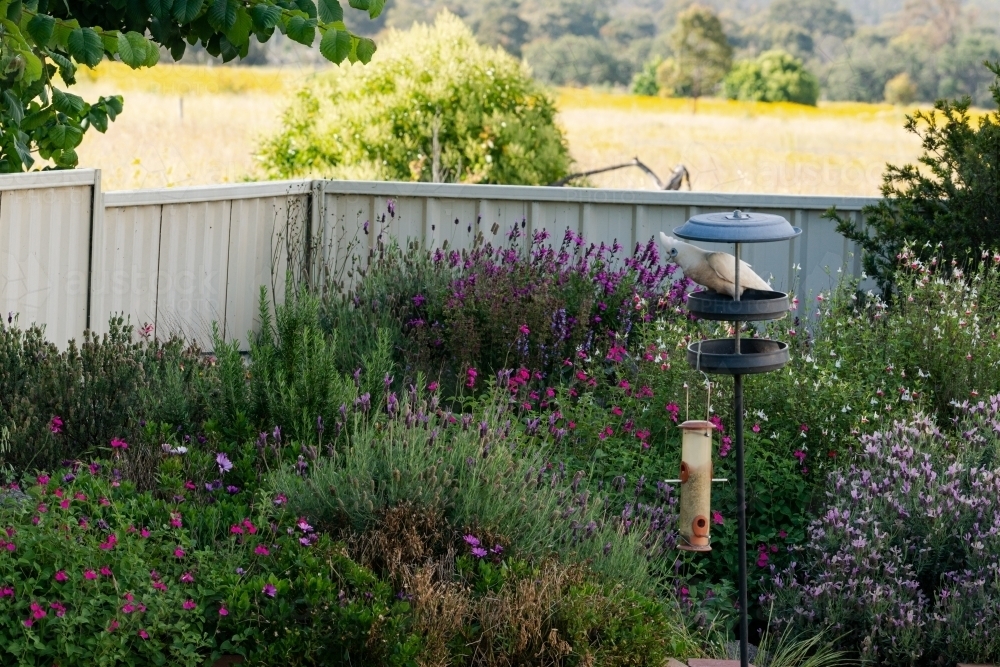 View of backyard garden, bird in feeder and country field beyond fence - Australian Stock Image