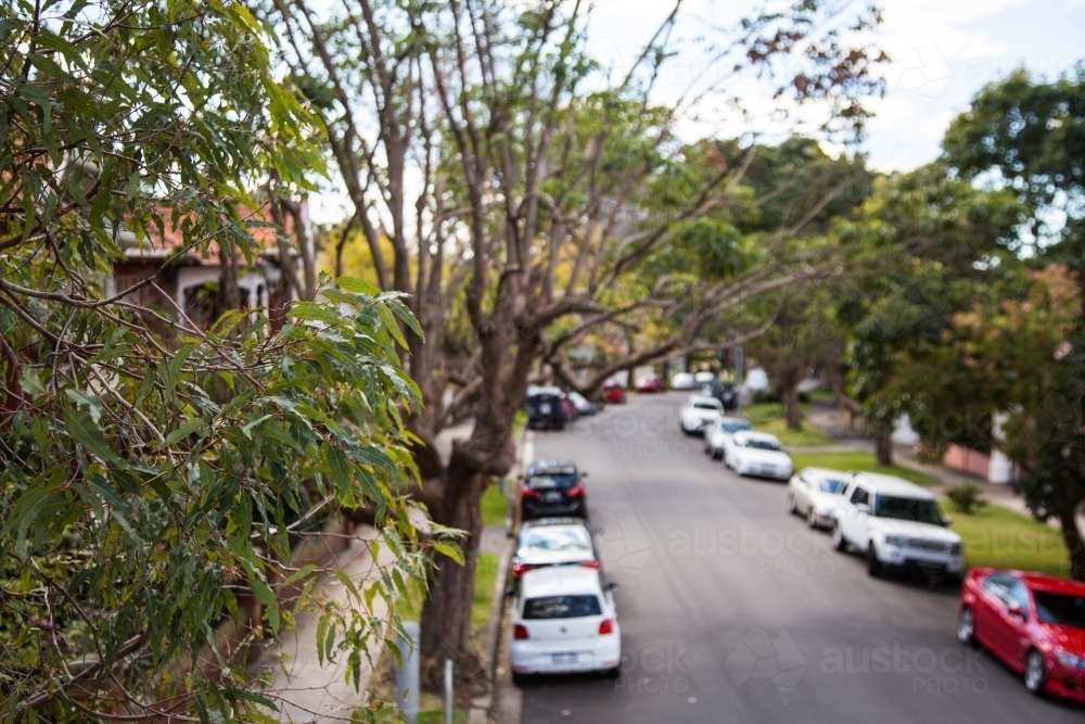 View of cars parked along a suburban street in sydney with a gum tree in the foreground - Australian Stock Image