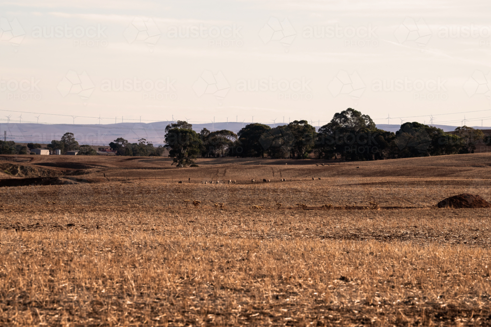 View of dry farm fields, Clare Valley, South Australia - Australian Stock Image