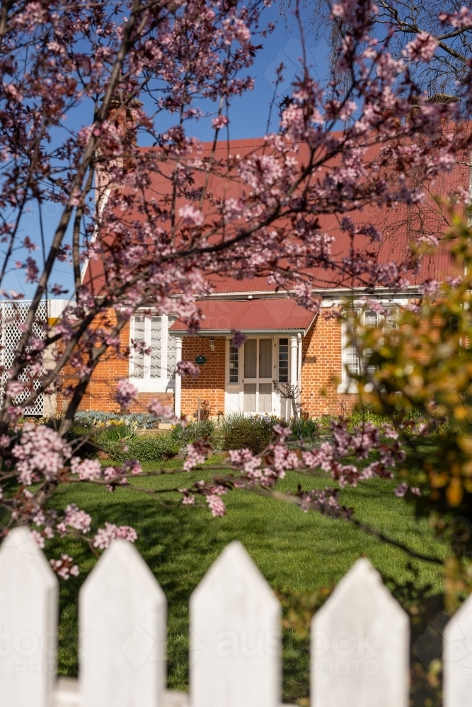 View of large house through blossom tree and picket fence - Australian Stock Image