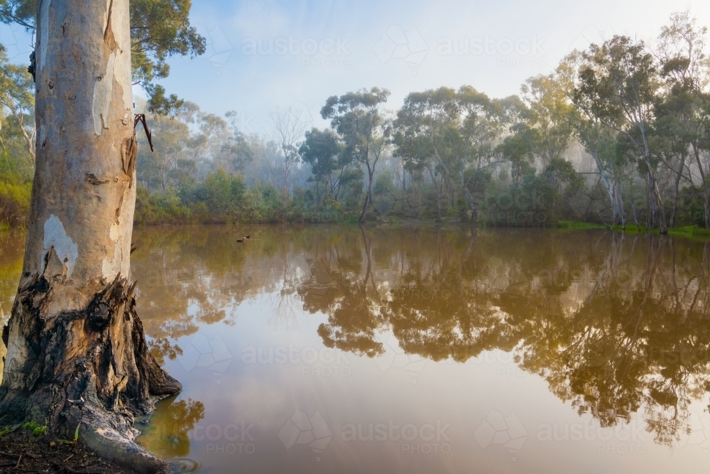 View of the Australian bush with gum trees reflecting in a waterhole on a foggy morning - Australian Stock Image