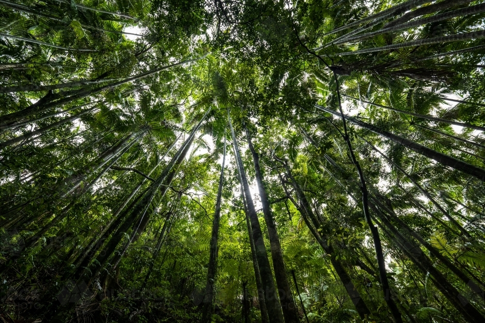 View of the tall trees from the forest floor. - Australian Stock Image