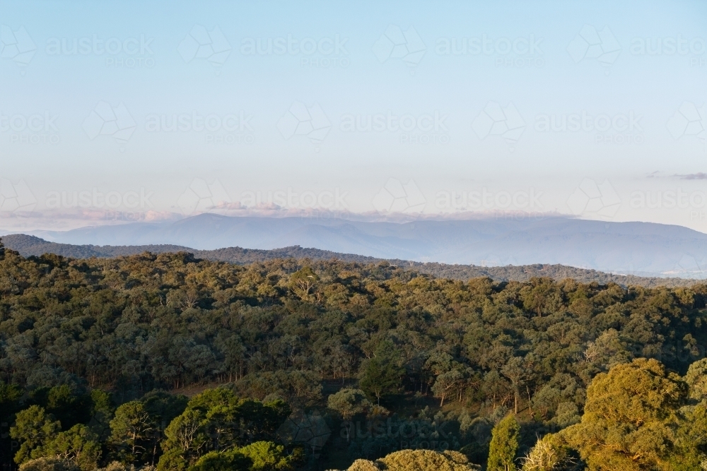 View over treetops in afternoon - Australian Stock Image