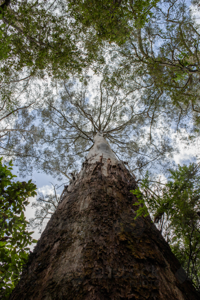 View up tall tree trunk with canopy - Australian Stock Image