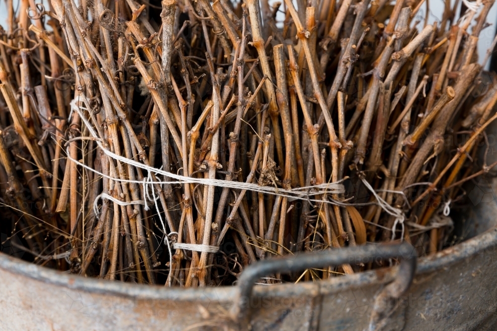 Vine pruning bundled for kindling - Australian Stock Image