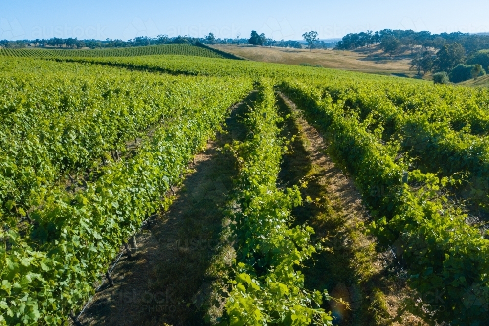 Image Of Vineyard Aerial View Austockphoto