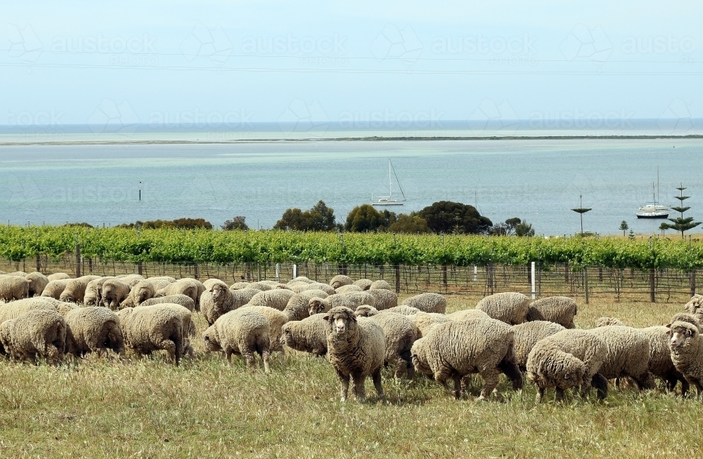 Vineyard by the sea with flock of sheep in foreground. - Australian Stock Image