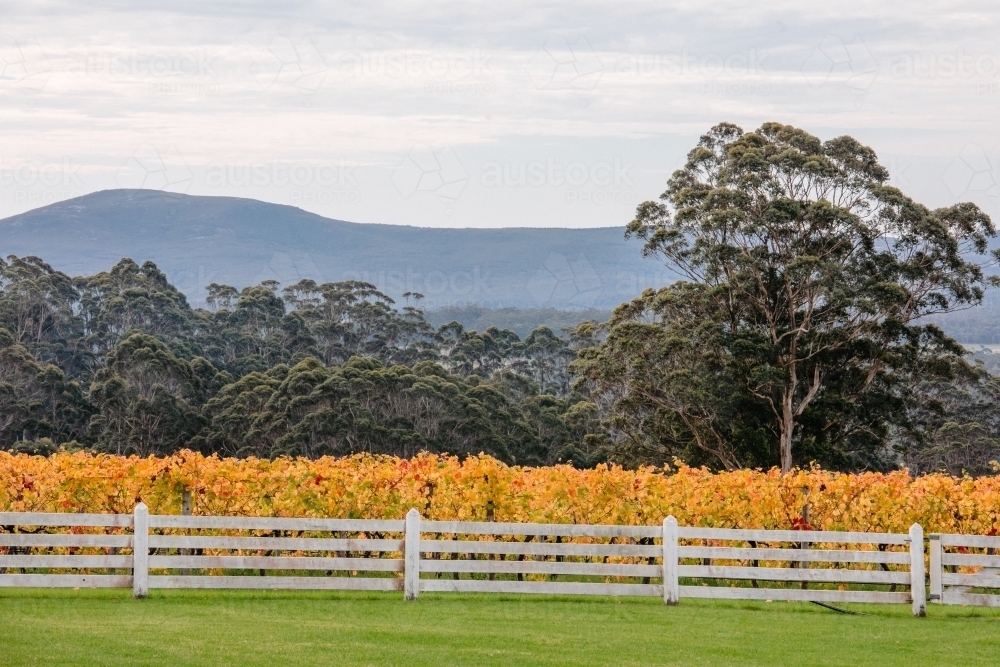 Vineyard in autumn with vines, trees a white wooden fence and mountains - Australian Stock Image