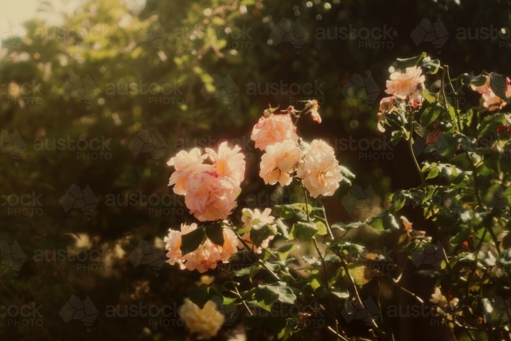 Vintage Roses - Australian Stock Image