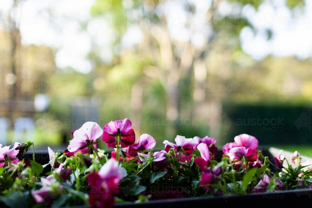 viola flower growing in garden bed - Australian Stock Image