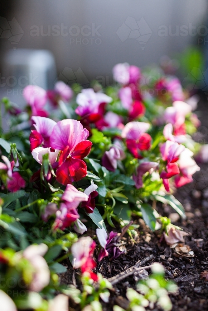 viola flower growing in garden bed - Australian Stock Image