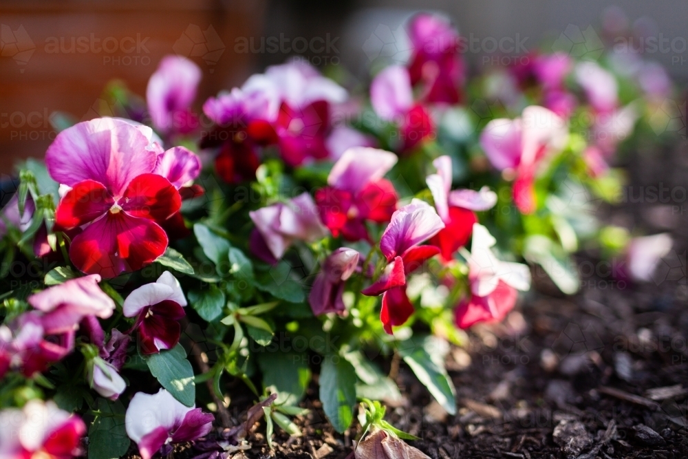 viola flower growing in garden bed - Australian Stock Image