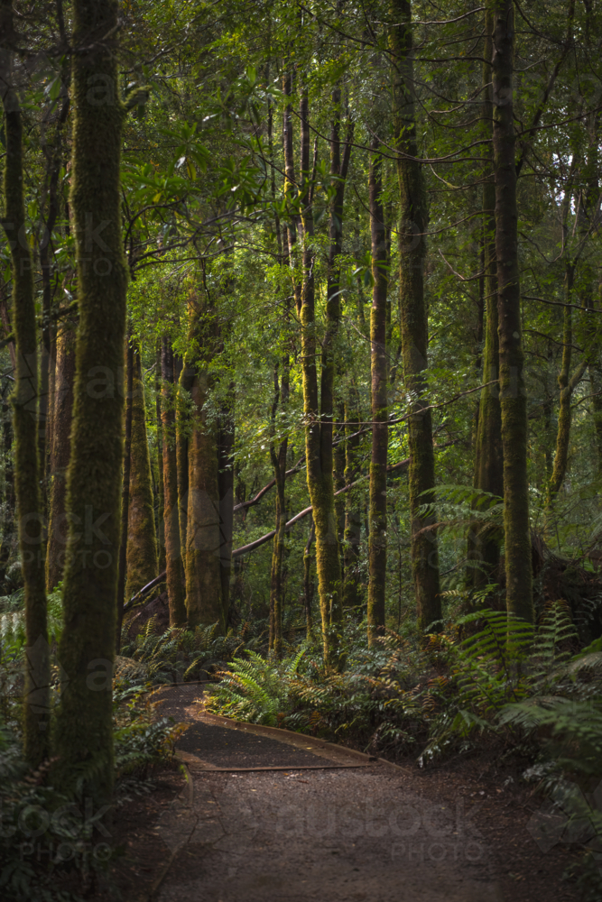 Walking track through temperate rainforest in Tasmania - Australian Stock Image