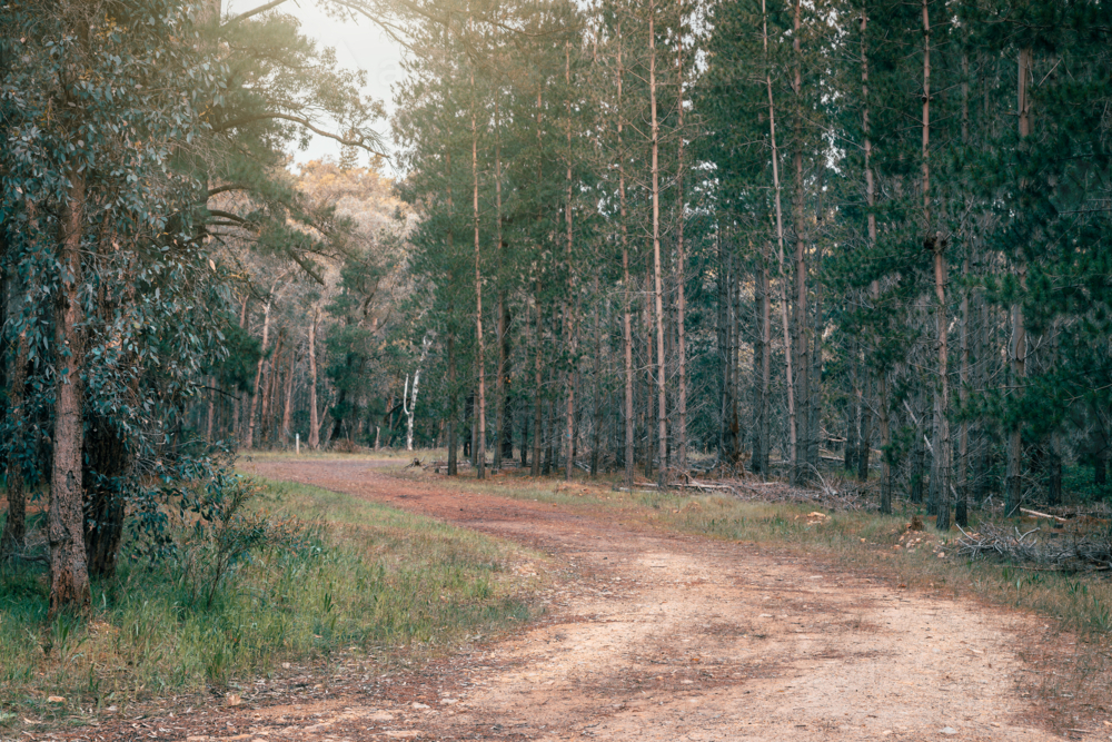 Walking trail at Kuitpo forest reserve with pine trees on a day, South Australia - Australian Stock Image